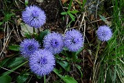 Monte Zucco (Direttissima / Sentiero Panoramico) da San Pellegrino Terme il 22 aprile 2016  - FOTOGALLERY